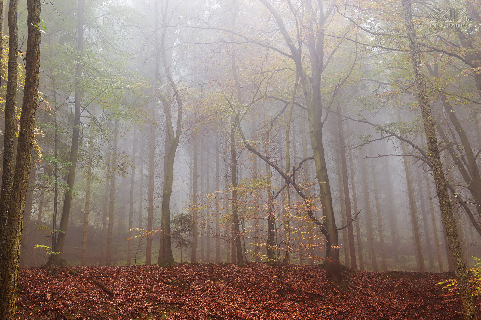 Autumn in the Ardennes - Höegne Autumn pictures of the beautiful region around Malmedy in the Belgian Ardennes. The wonderful autumn colors in the forests of the valley of the Hoëgne. Stefan Cruysberghs